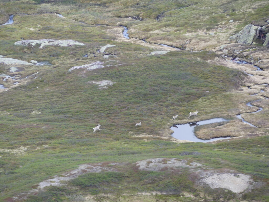 Reindeer in the valley east of Brattfjell